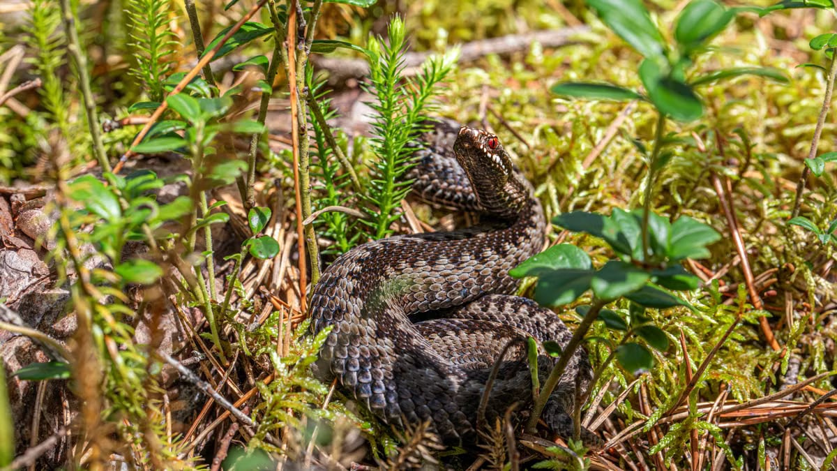 A European adder (Vipera berus) camouflaged in a forest environment, showcasing its natural habitat.